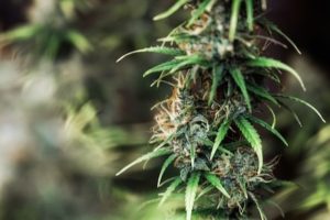 Cannabis Gastrite Yardımcı Olabilir mi? Kanıtlar ve Uygulamalar