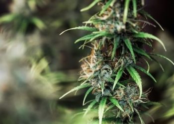 Wie kann Cannabis bei Gastritis helfen?
