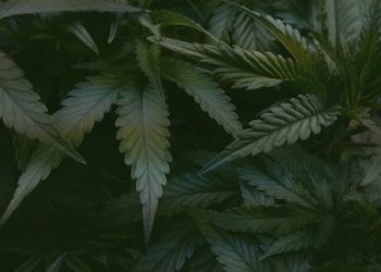 Hanf in Lebensmitteln