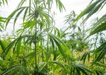 Australien legalisiert den Anbau von Hanf im Nordterritorium