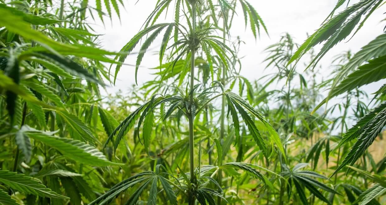 Australien legalisiert den Anbau von Hanf im Nordterritorium