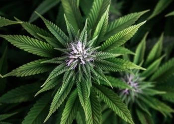 Cannabis-Begleiter und die Beziehung zwischen Mensch und Pflanze