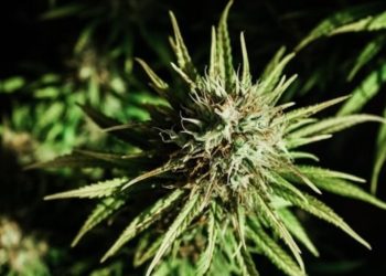 Cannabis und chronische Polyarthritis