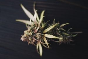 Cannabis ve Polinöropati: Sinir Ağrılarında Doğal Çözüm