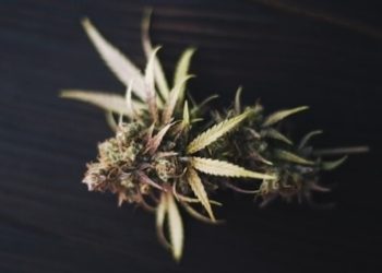 Cannabis und Polyneuropathie