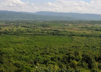 Jamaika: Einwohner sollen von Cannabisindustrie profitieren