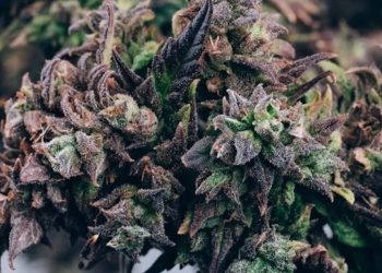 Israel genehmigt Export von medizinischem Cannabis