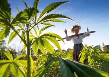 Baue dein eigenes Hanf-Haus an