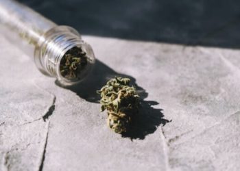 Neuseeland stimmt per Volksentscheid über Legalisierung von Cannabis ab