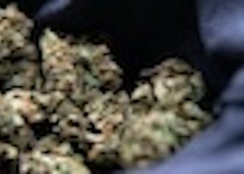 Uruguay exportiert Cannabis nach Europa – Empfänger unbekannt