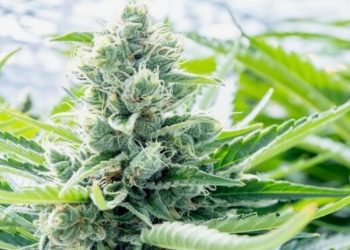 Aurora gründet Weiterbildungsplattform zum Thema medizinisches Cannabis