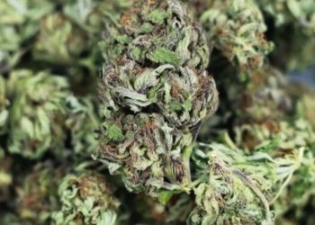 Cannabis als Medizin: Branche rechnet mit Lieferengpässen