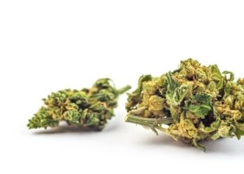 Schweiz: Bund muss CBD-Unternehmen Steuern in Millionenhöhe erstatten