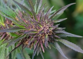 Cannabis und Borderline-Störung