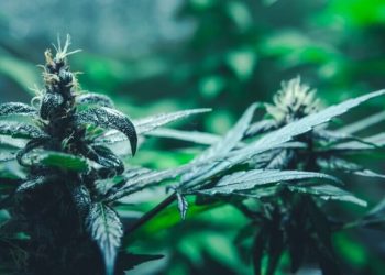 Cannabis und die Arnold-Chiari Malformation