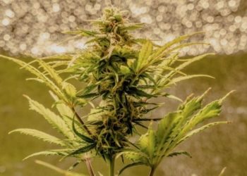 EIHA stellt Projekt für Novel Food Zulassungen von CBD-Produkten vor