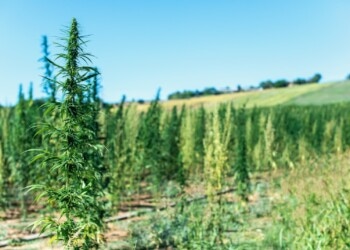 Qualitätskontrolle-von-Cannabispflanzen-über-das-Terpenprofil