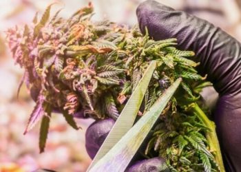 AMP German Cannabis Group entwickelt medizinisches Cannabis für deutschen Markt