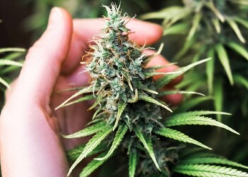 84-der-Anwender-glauben-dass-CBD-Opiate-ersetzen-kann-1