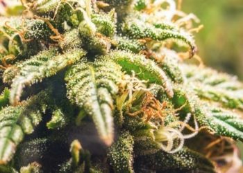 Argentinien ändert Gesetze für medizinisches Cannabis