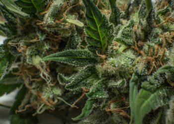 Thailand: Forscher erhalten 24 Tonnen konfisziertes Cannabis