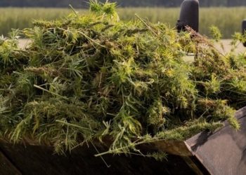 Israel überholt Deutschland als größten Importeur von medizinischem Cannabis