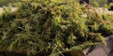 Israel überholt Deutschland als größten Importeur von medizinischem Cannabis
