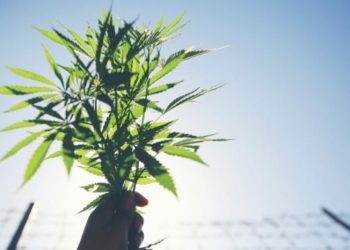 Mehrheit der Neuseeländer befürwortet Cannabis-Legalisierung