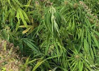 Österreich: Polizisten zerstören bei Razzia 1800 legale Hanfpflanzen