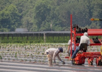 Paraguay: Regierungsprogramm für Vermarktung von Hanfprodukten