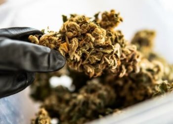 Australien: Medizinisches Cannabis-Unternehmen erhält staatliche Subvention für die Förderung von Arbeitsplätzen