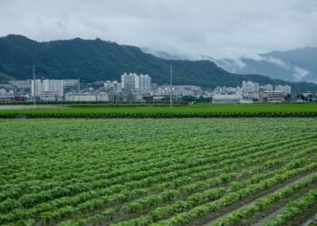 Südkorea: Blockchain-basierte Freihandelszone für Nutzhanf