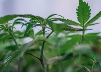 CB Club – Das exklusive Cannabis B2B Event in der Schweiz