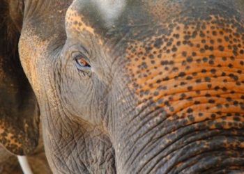 Warschauer Zoo testet die Wirksamkeit von Cannabidiol bei Elefanten