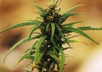 Kanada: Legale Cannabisbranche mit Rekordumsatz