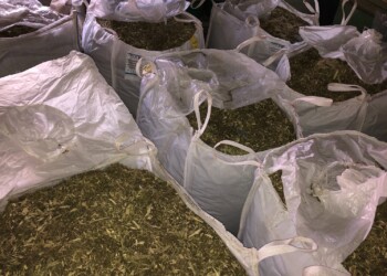 Energiegewinnung-aus-Hanf-Biomasse-1