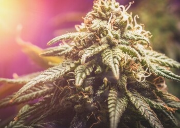 FDA genehmigt Epidiolex für die Behandlung von tuberöser Sklerose