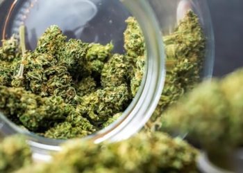 Start-up wird einziger Großhändler für medizinisches Cannabis aus Deutschland