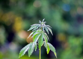 Hanfsorte aus Polen zeigt starkes wirtschaftliches Potenzial