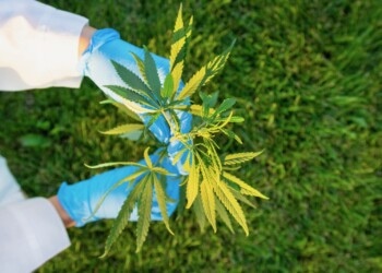 Neuseeländisches Cannabisunternehmen erhält Produktionslizenz