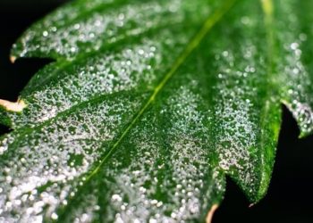 Ecuador: THC-Grenzwert für Nutzhanf auf 1% festgelegt