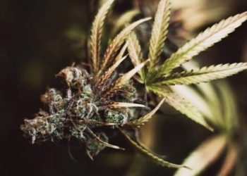 Australien: Mehr als 5.500 genehmigte Anträge auf medizinisches Cannabis