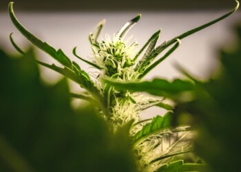 Studie: Cannabis könnte das Wachstum von Krebszellen stoppen