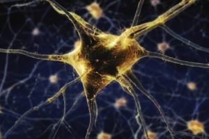 Cannabis e o Sistema Nervoso Central