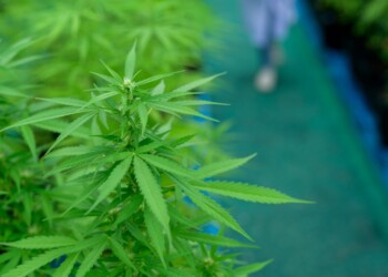 Medizinisches Cannabis: Erste deutsche Ernte später als geplant