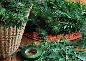 Medizinische Sortenkunde