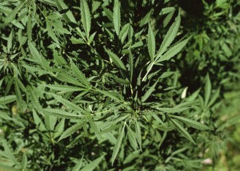 Pakistan: Regierung ruft Nutzhanf-Projekt ins Leben