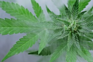 Como o Cannabis Pode Ajudar em Casos de Porfirias