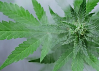 Wie Cannabis bei Porphyrien helfen kann