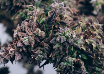 Wie-der-Mensch-auf-den-Hanf-kam